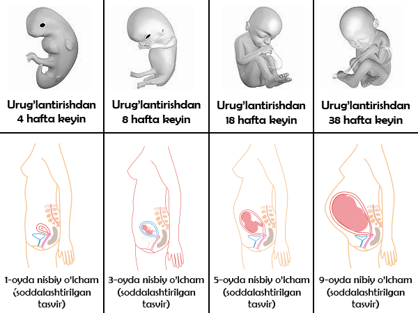 Homiladorlikning fetal davri